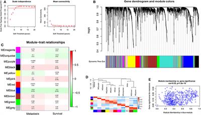 Transcriptome-Based Network Analysis Unveils Eight Immune-Related Genes as Molecular Signatures in the Immunomodulatory Subtype of Triple-Negative Breast Cancer